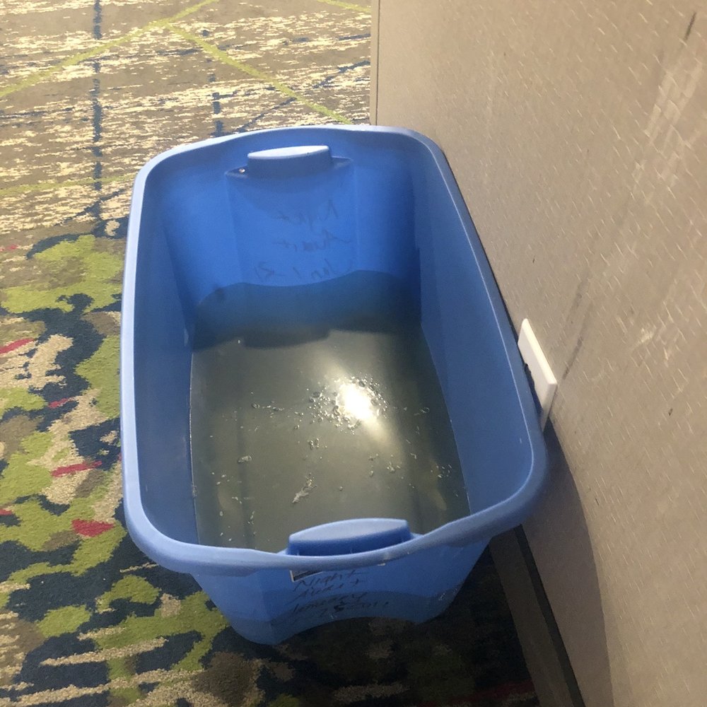 Gross water that had been sitting there for many days