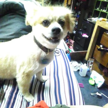 yankee clipper dog grooming