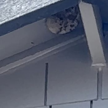 Merle's Pest Control - The before of the wasps nest - Pest Control Near Me - Springfield, Oregon Merle's Pest Control - The before of the wasps nest - Pest Control Near Me - Springfield, Oregon