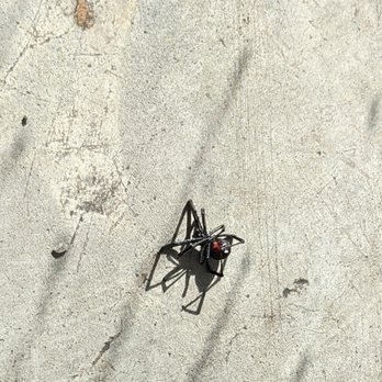 Sun City Slice - a spider on the sidewalk - Pizza Near Me - El Paso, Texas