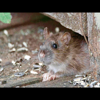 Texas Bug Slayers - Pest Control Near Me - Fort Worth, Texas Texas Bug Slayers - Pest Control Near Me - Fort Worth, Texas