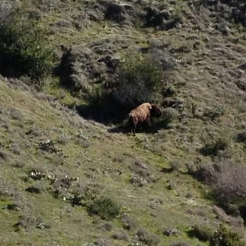 Catalina Expeditions - A wild buffalo! - Tours Near Me - Avalon, California