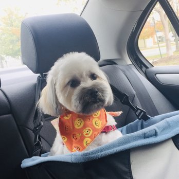 Featherle Pet Care - Pet Groomers Near Me - Chantilly, Virginia