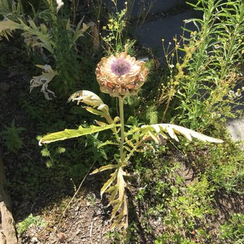 Hamel - An artichoke! - Wineries Near Me - Sonoma, California Hamel - An artichoke! - Wineries Near Me - Sonoma, California