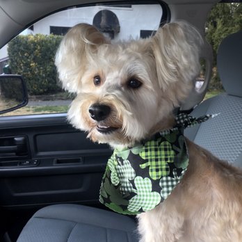 Precious Paws - Pet Groomers Near Me - Wilmington, Delaware