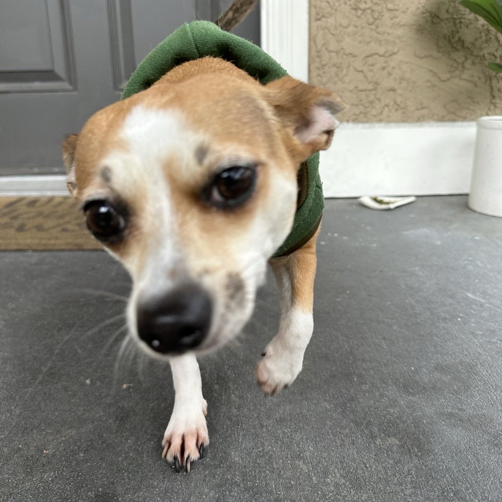 Sun Valley Apartment Homes - my dog greeting me when i got home - Apartments Near Me - Pleasant Hill, California Sun Valley Apartment Homes - my dog greeting me when i got home - Apartments Near Me - Pleasant Hill, California