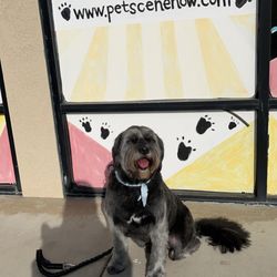 Hollywood Hollywoof Grooming Jual Dogness Dog Elegant Series Di