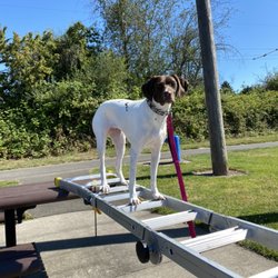 Katz K9 - Kona