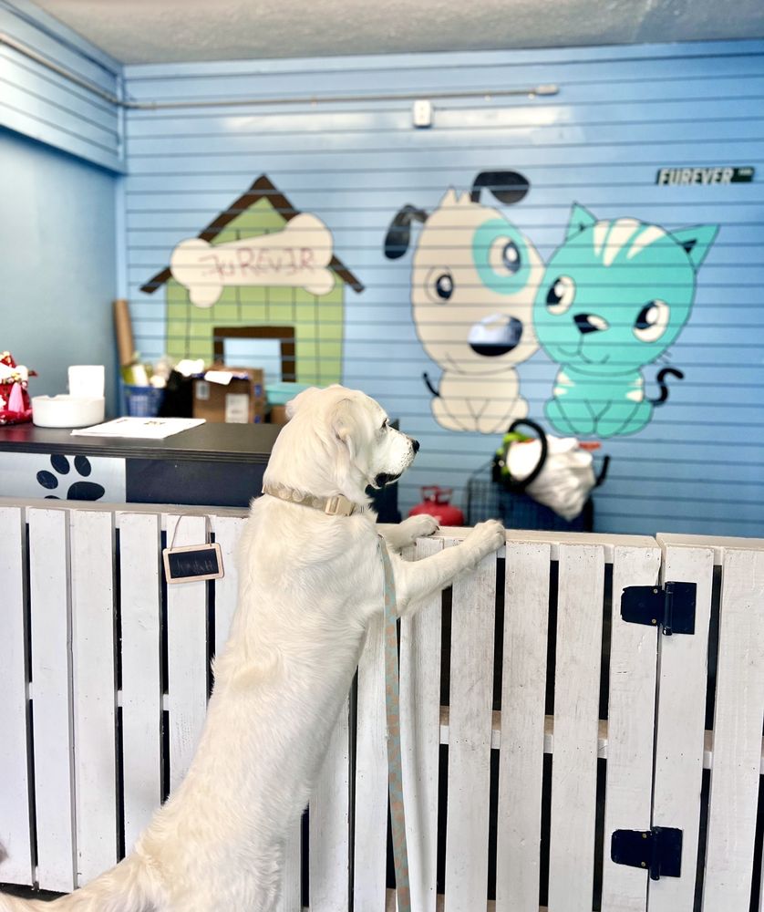 FUREVER FRIENDS PLAY AND STAY Updated September 2024 85 Photos & 72