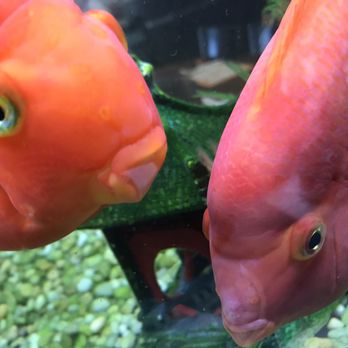Mandarin Beijing - Cichlids in the aquarium. - Chinese Near Me - Chula Vista, California