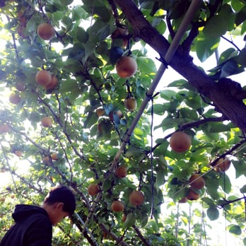 Evergreen Farm - Juicy pears, there is some big ones if you are lucky. - Farmers Market Near Me - Yardville, New Jersey