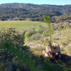 Tree planting in Carmel Valley, CA