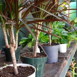 Mundo Verde - Plantas pequeñas de sombra