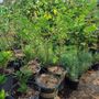Compton Nursery & Florist