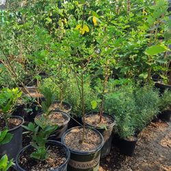 Compton Nursery & Florist