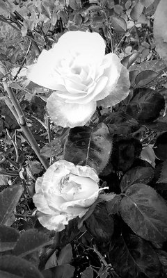 Rose Garden at Victory Park by null