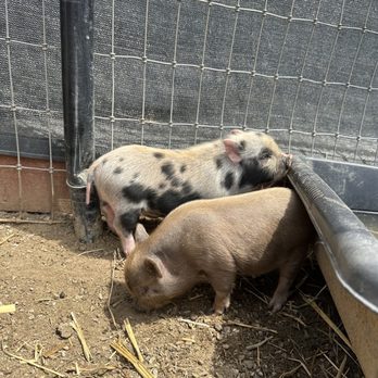 SoCalMiniPigs - Pet Breeders Near Me - Valley Center, California