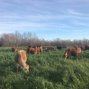 Reverence Farms - Grass-fed beef - Attraction Farms Near Me - Graham, North Carolina Reverence Farms - Grass-fed beef - Attraction Farms Near Me - Graham, North Carolina