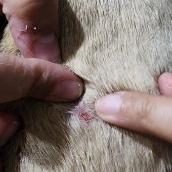 Spa For Paws - The image shows a person holding a pet's light-colored fur and examining a small, open wound or skin irritation on the pet's skin. The person's fingers are gently parting the fur to reveal the affected area, which appears to be a minor skin injury or irritation. - Pet Groomers Near Me - El Paso, Texas