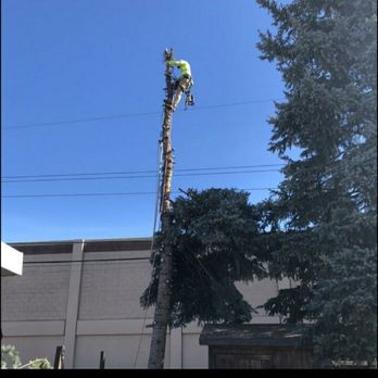 Rancho Tree Services - Removing spruce - Tree Services Near Me Rancho Tree Services - Removing spruce - Tree Services Near Me
