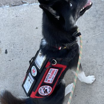 Sit Means Sit Dog Training - Conroe - Zokke focusing on me - Pet Training Near Me - Conroe, Texas