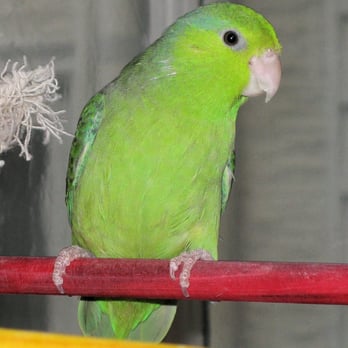 Kim's Critter Care - Sprout is a very pretty bird. - Pet Sitting Near Me Kim's Critter Care - Sprout is a very pretty bird. - Pet Sitting Near Me