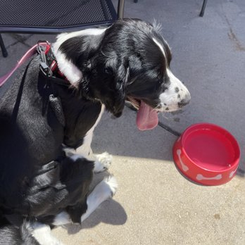 MidTown Grill - Puppy not dehydrated while waiting - American Near Me - Wauwatosa, Wisconsin MidTown Grill - Puppy not dehydrated while waiting - American Near Me - Wauwatosa, Wisconsin