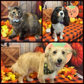 EarthWise Pet Hamburg - Pet Groomers Near Me - Hamburg, New York EarthWise Pet Hamburg - Pet Groomers Near Me - Hamburg, New York