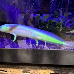 Snake Discovery A Reptile Experience - Axolotl