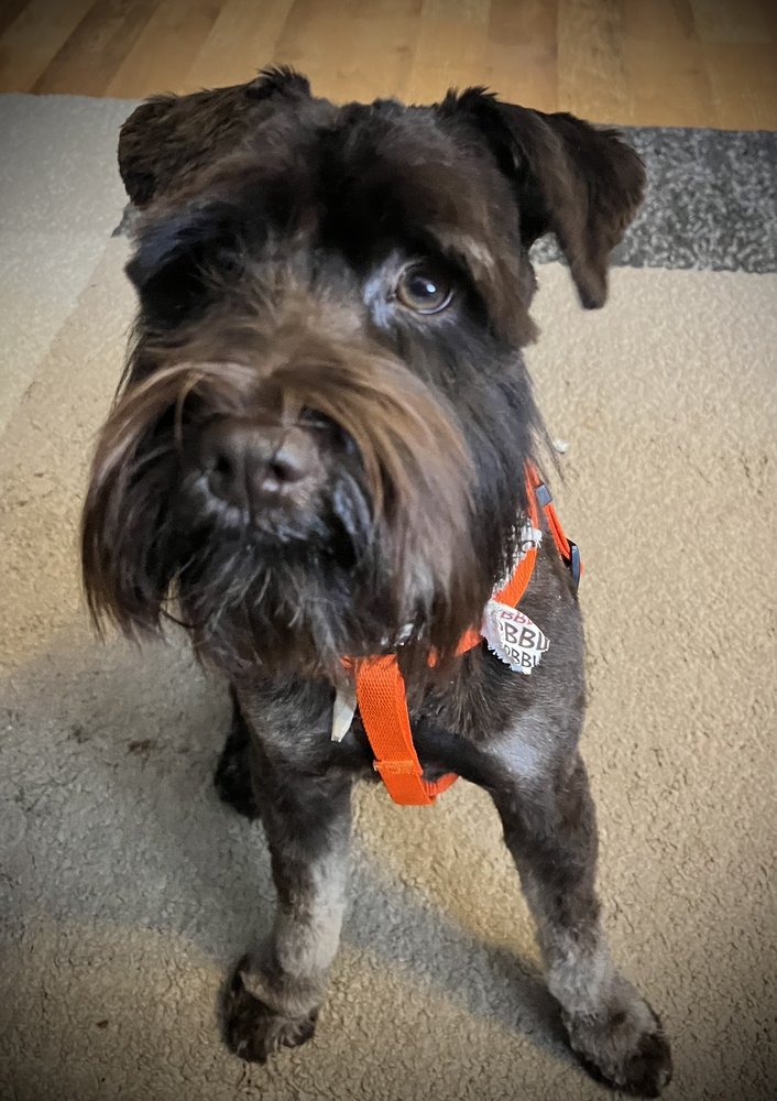 DOGGIE STYLIN PET GROOMING Updated October 2024 6 Sarah St