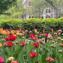 Gramercy Park - Flower colors