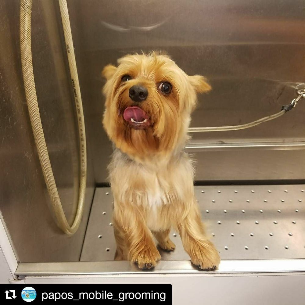 PAPO’S MOBILE GROOMING 78 Photos & 50 Reviews Pet Groomers Los