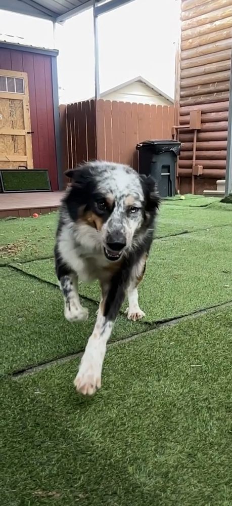 Canine Cottage - pet boarding facility in Smithville, MO
