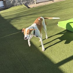 Howladay Inn of Cape Cod Boarding Daycare & Training