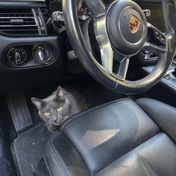 Harmony Ridge Lodge - Brody, the grounds cat snuck into our car :)