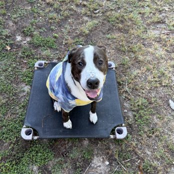 Sit Means Sit Dog Training - Conroe - Pet Training Near Me - Conroe, Texas