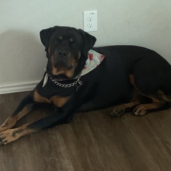 Zander's Paws Grooming - Our Rottweiler after grooming. - Pet Groomers Near Me
