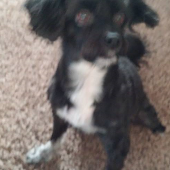 Texas Veterinary Hospitals - Vinnie, bestest doggie, ever! - Veterinarians Near Me - San Antonio, Texas