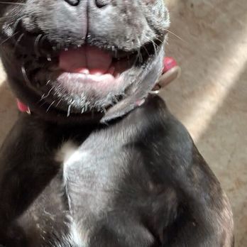 Distinctive French Bulldogs - She's a happy girl, - Pet Breeders Near Me Distinctive French Bulldogs - She's a happy girl, - Pet Breeders Near Me