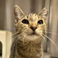 Hamilton/Burlington Spca