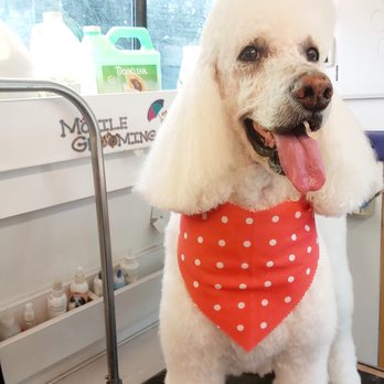 Bark in Style Mobile Grooming - Pet Groomers Near Me Bark in Style Mobile Grooming - Pet Groomers Near Me