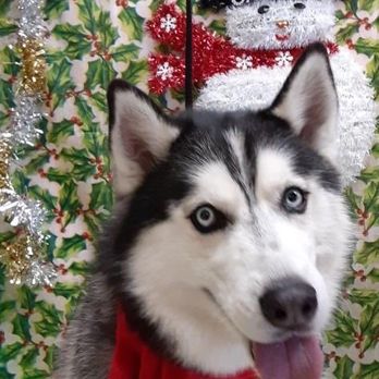 Golden Touch Pet Grooming - Golden Touch Pet Grooming - Pet Services Near Me - Albuquerque, New Mexico