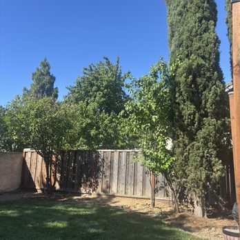 Prodigy Works Tree Service - Landscaping Near Me Prodigy Works Tree Service - Landscaping Near Me