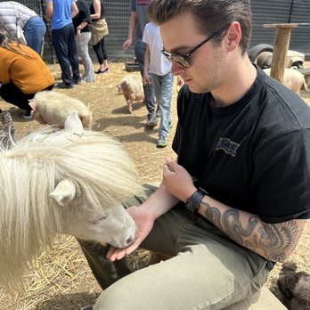 SoCalMiniPigs - Pet Breeders Near Me - Valley Center, California