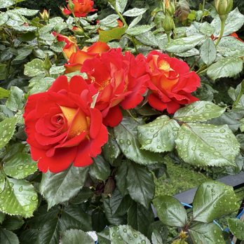 Flower World - Nurseries & Gardening Near Me - Snohomish, Washington
