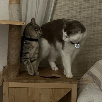 Don't Fence Me In - Marleau and Jack O'Neill can't wait for Beth to come play ball and get rubs and cuddles. - Pet Sitting Near Me