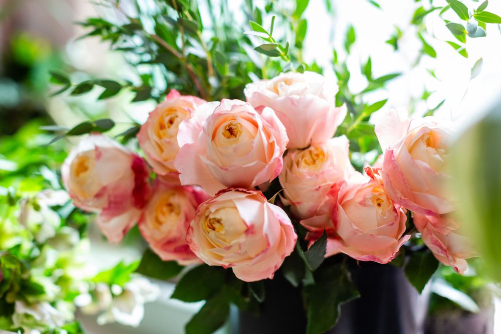 FLOWER OUTLET 56 Photos & 38 Reviews Florists 165 Amherst St