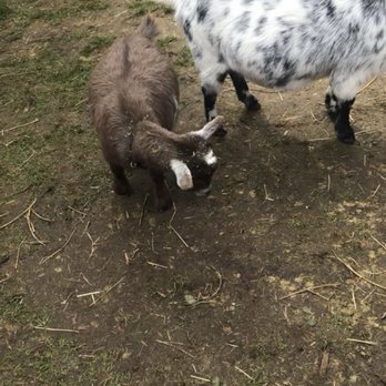 Fairbank Animal Farm - Baby Goats ! - Farmers Market Near Me - Edmonds, Washington