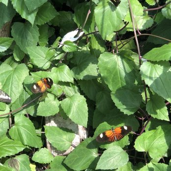Peggy Notebaert Nature Museum - Butterfly habitat - Museums Near Me - Chicago, Illinois Peggy Notebaert Nature Museum - Butterfly habitat - Museums Near Me - Chicago, Illinois