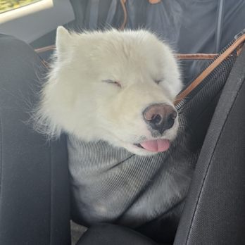 Action Pack - Round Rock - Exhausted doggie after pick up. - Pet Training Near Me - Round Rock, Texas